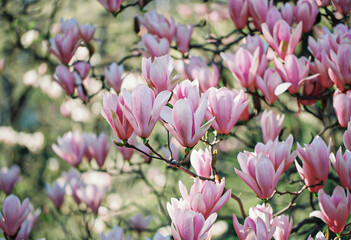 Blooming pink magnolias with colorful textured background with bokeh and a grainy texture and noise on all image surface. Nature blurry backdrop. Shallow depth of field. Selective focus.