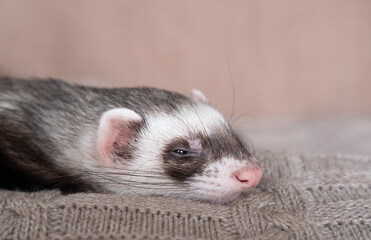 Gray-black sable ferret Domestic ferret concept. Exotic pet care concept. Isolated on background