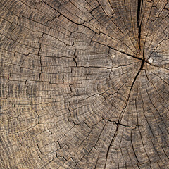 cross section of tree wood  trunk - wooden background