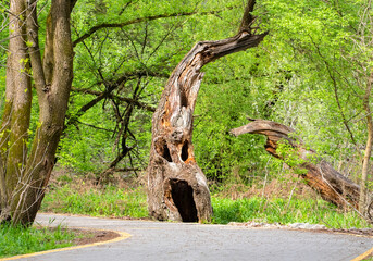 Ghost shaped dead tree in the forest near the bicycle road