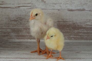 生後半月の差でこんなに違うの