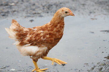 雨上がりを楽しむ中雛の女の子
