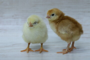 ボリスブラウンの生後２日目のオス・メスのヒヨコ