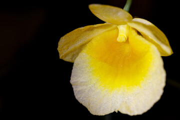 Closeup nature view of Yellow orchid flowers or dendrobium lindleyi