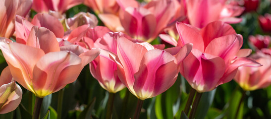 close-up photo of pink tulips flowers under sun light in the garden