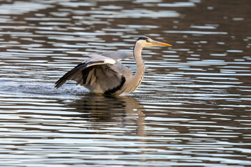 A blue heron is holding his feathers.