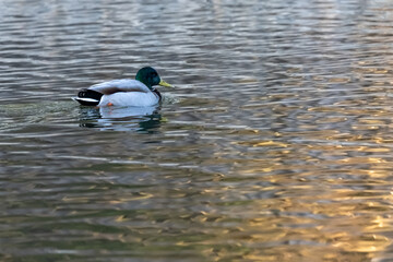 duck in the water