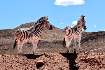 zebras on a hill
