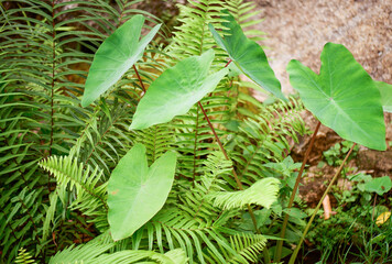 fresh green spring garden image background across the rocks.