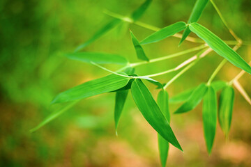 Green Bamboo Leaves Background In Park For Wallpaper Decoration.
