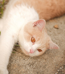 Close-up background of pet cat sleeping with orange eyes.