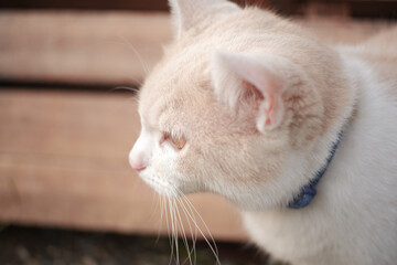 Close-up background of pet cat in the outdoor area.