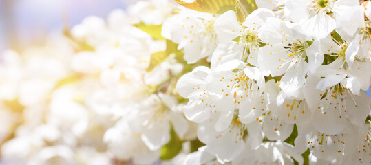 close up of cherry flowers under sunlight - spring time flowers