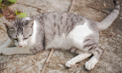 Wallpaper of beautiful gray tabby cat lying on concrete in a park.