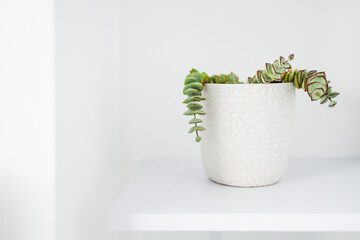 indoor gardening and house plants, crassula succulent plant in white pot indoor on shelf surrounded by white walls in minimalist composition