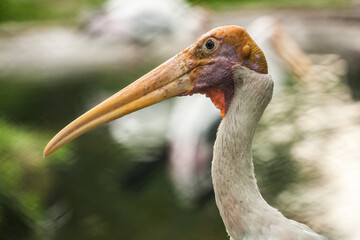 White stork in the park
