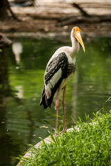 White stork in the park