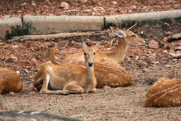Deer in the zoo