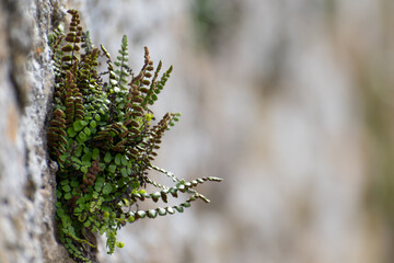 Asplenium trichomanes, maidenhair spleenwort growing on a stone wall