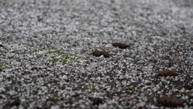 White pellets of popcorn hail blanket the bare ground, sudden, unexpected, closeup