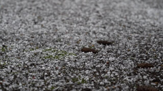Bouncing pellets of popcorn hail cover the ground, sudden, unexpected, closeup