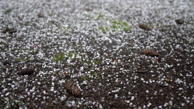 A brief and sudden hail storm covers the bare earth with bouncing popcorn pellets