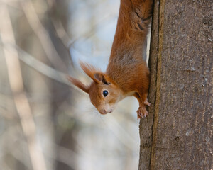 Red squirrel climbing down a tree trunk