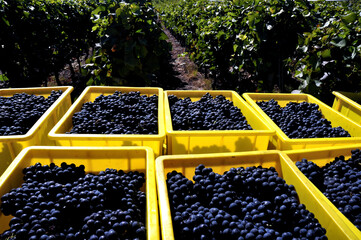Collected Pinot Noir grapes in containers, harvest time - October, Saillon vineyards, Rhone Valley,...