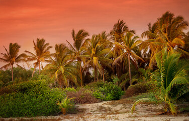 Obraz premium Beautiful paradise coconut palm tree at sunset time - Holiday Vacation concept