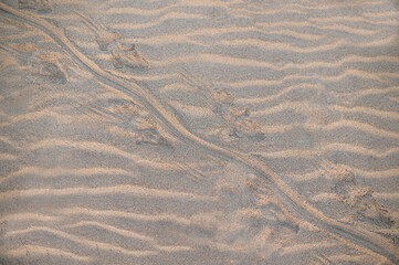 Fine beach sand in the summer sun, pattern, background. With crocodile footprint