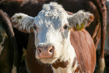 Young calves under the age of one year. Young individuals belong to artiodactyls. The young of some wild species are also sometimes referred to as calves.