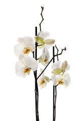 Phalaenopsis in studio