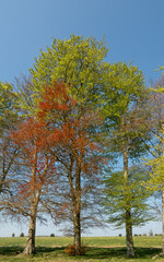 beautiful spring English beech trees (Fagus sylvatica) set against a clear blue sky