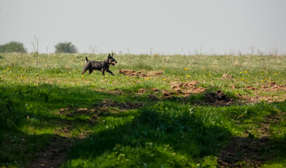 small mongrel dog in open countryside 