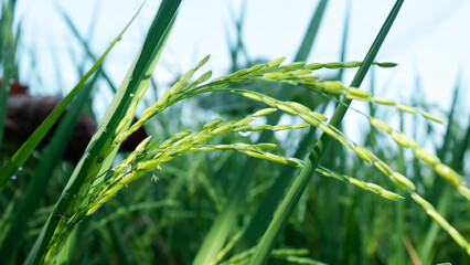 Grains of paddy plants