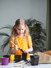 Little toddler girl planting seeds in the pots. Child helping to care for home plants. Home gardening, transplanting plants, seedlings