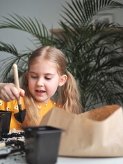 Little toddler girl planting seeds in the pots. Child helping to care for home plants. Home gardening, transplanting plants, seedlings