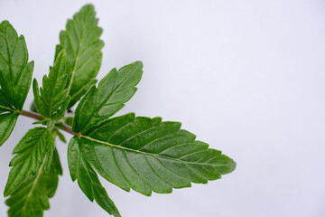 Watering cannabis plant isolated on white background. Layout of green fresh wet marijuana leaves, top view. Hemp growing concept, macro view.