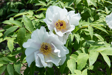 Close-up of beautiful white peony flowers in the park