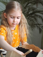 Little toddler girl planting seeds in the pots. Child helping to care for home plants. Home gardening, transplanting plants, seedlings