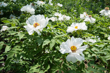 Close-up of beautiful white peony flowers in the park