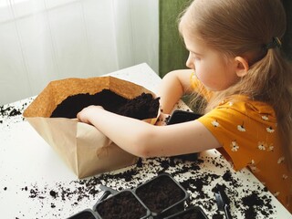 Little toddler girl planting seeds in the pots. Child helping to care for home plants. Home gardening, transplanting plants, seedlings