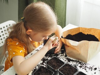 Little toddler girl planting seeds in the pots. Child helping to care for home plants. Home gardening, transplanting plants, seedlings
