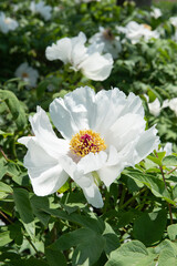 Close-up of beautiful white peony flowers in the park