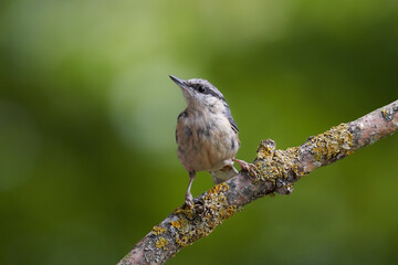 Kleiber (Sitta europaea)