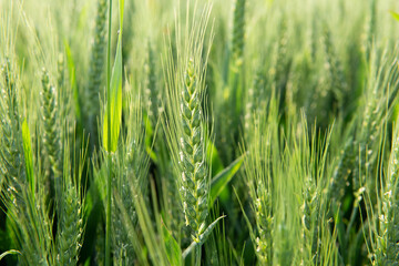  green wheat ear growing in agricultural field. Green unripe cereals. 