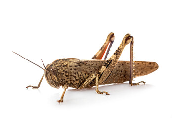 Anacridium aegyptium in studio