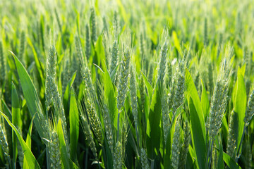  green wheat ear growing in agricultural field. Green unripe cereals. 