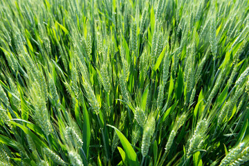 Green wheat in the field.Green unripe cereals.