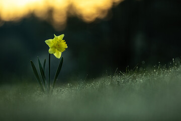 Osterglocke vor den ersten Sonnenstrahlen